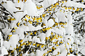 Forsythia