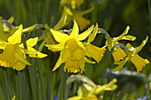 Narcissus