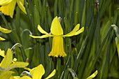 Narcissus