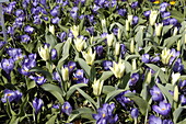 Tulipa fosteriana 'Concerto'