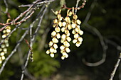 Stachyurus praecox