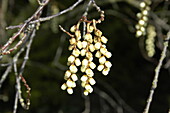 Stachyurus praecox