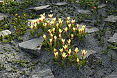 Tulipa fosteriana