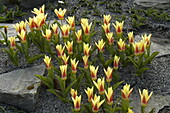 Tulipa fosteriana