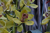 Cymbidium, gelb