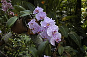 Phalaenopsis 'Inge Bohrk'