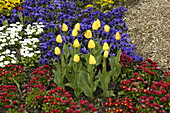 Tulips among spring flowers