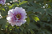 Paeonia x suffruticosa, hellrosa