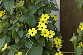 Thunbergia alata