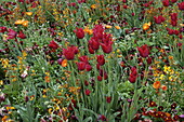 Tulipa, red