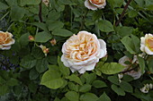 Bed rose, apricot