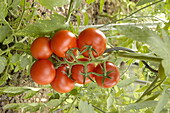 Solanum lycopersicum Sportivo