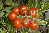 Solanum lycopersicum Sportivo