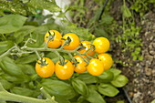 Solanum lycopersicum Golden Pearl