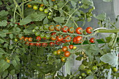 Solanum lycopersicum 'Tropical'