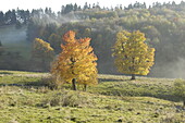 Deciduous trees in autumn