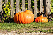 Pumpkin in the garden