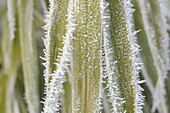 Bamboo leaves with hoarfrost