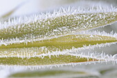 Bamboo leaves with hoarfrost