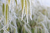 Bamboo leaves with hoarfrost