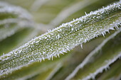 Bamboo leaves with hoarfrost