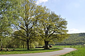 Deciduous trees in spring