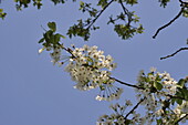 Prunus avium, wild form