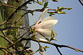 Magnolia gresham Pepermint Stick