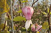 Magnolia gresham