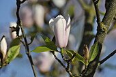 Magnolia x soulangiana 'Heaven Scent'
