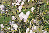 Magnolia x soulangiana 'Alexandrina'