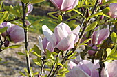 Magnolia soulangiana Sweet Symphonie