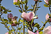 Magnolia soulangiana Sweet Symphonie