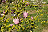 Magnolia soulangiana Sweet Symphonie