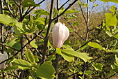 Magnolia