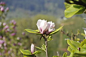 Magnolia 'Pikards Maime'