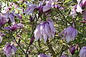 Magnolia liliiflora 'Betty'