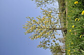 Magnolia acuminata Spengering Diwa