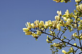 Magnolia acuminata var. subcordata