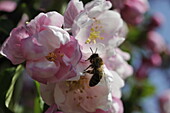 Bee in a blossom