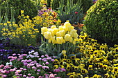 yellow tulips among spring flowers