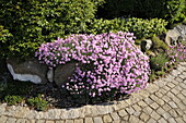 Dianthus gratianopolitanus, rosa