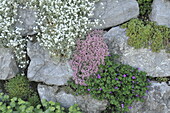 Natural stone wall with plants