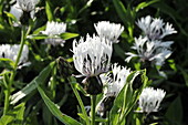 Centaurea montana 'Alba'