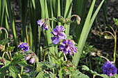 Geranium himalayense 'Plenum'