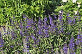 Salvia nemorosa 'Viola Klose'