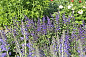 Salvia nemorosa 'Viola Klose'