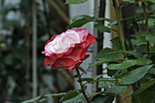 Edelrose, red-white