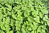 Plectranthus zuluensis