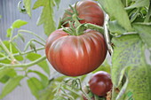 Solanum lycopersicum 'Schwarze Krim'